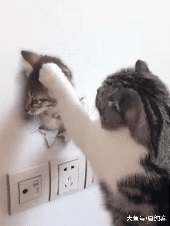 喵星人被墙上猫咪贴纸迷住，表情让人笑喷，猫：下来咱唠唠呗！