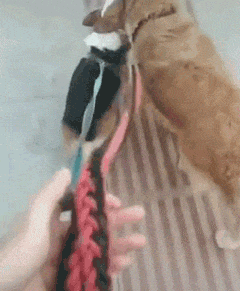 主人扔下金毛牵引绳，牵柯基走了，金毛：快把绳拿好，别把我弄丢了！