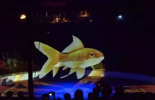 马戏团用它代替动物表演，野生动物保护事业又迈出一大步