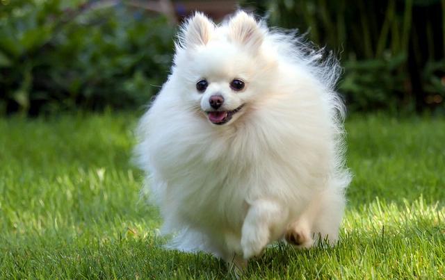 管教狗狗注意，有的狗超級記仇，生活不要輕易得罪這“5種”犬