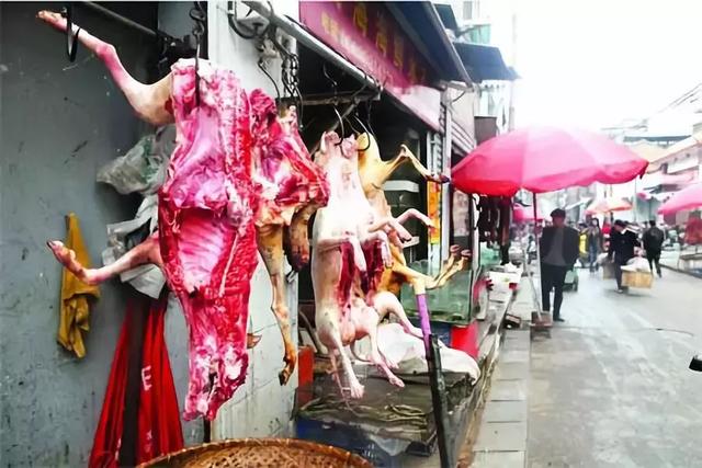 你嘴里的猫狗肉究竟从何而来？