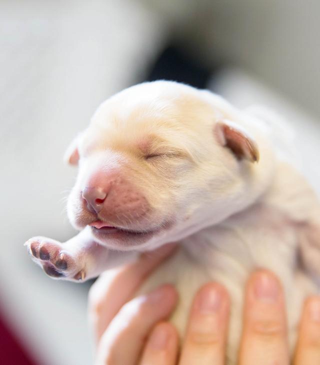 万万没想到，狗宝宝出生时的瞎，其实是在保护狗狗