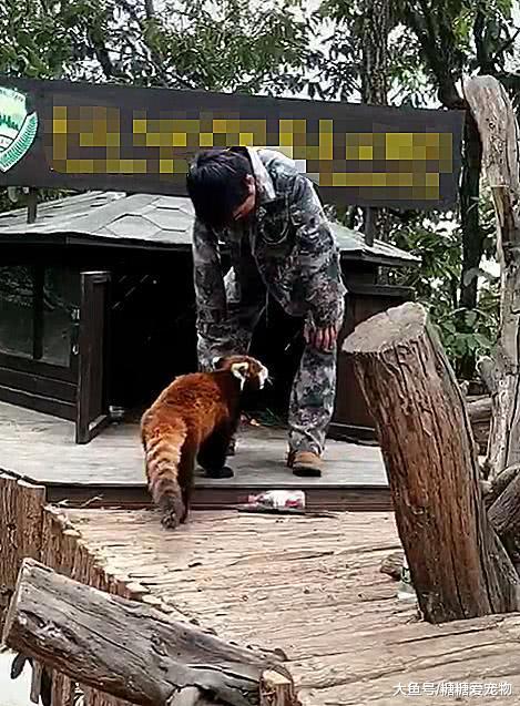 动物园惊现对饲养员死缠烂打求抱抱小熊猫，网友：你快抱抱它吧！