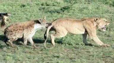 狮群咬死鬣狗，鬣狗群前来复仇围剿狮子，这头狮子演技让人意外！