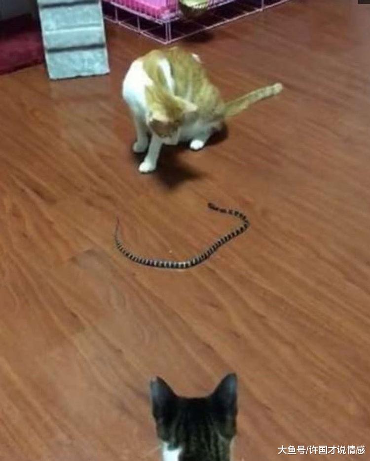 晚上猫咪发出异声，宠主开灯查看，顿时被吓得尖叫！