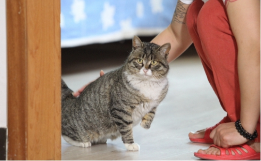 哪些人群适合养猫？在养猫的时候需要注意哪些事情？