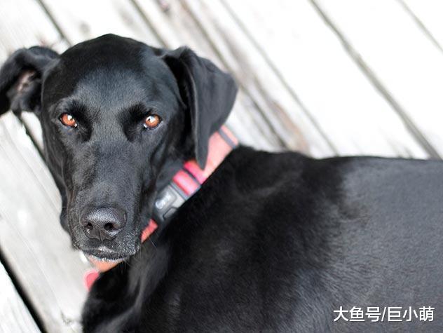 宠物寄养中的“民宿”——家庭寄养，如何应对狗狗出现的健康问题