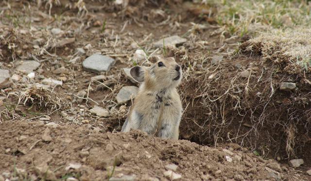 藏狐是高原鼠兔的专性捕食者，它的存在直接影响草原生态健康度