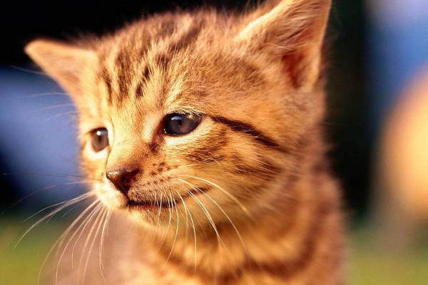 你家养过猫咪么，知道猫咪嘴边的白沫是怎么来的么，进来看看吧！