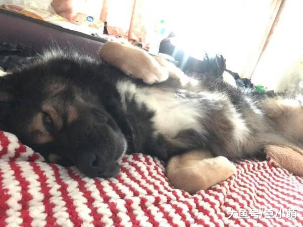 领养的狗一样很暖！主人感化俄罗斯猛犬，狗每天在房门口等主人