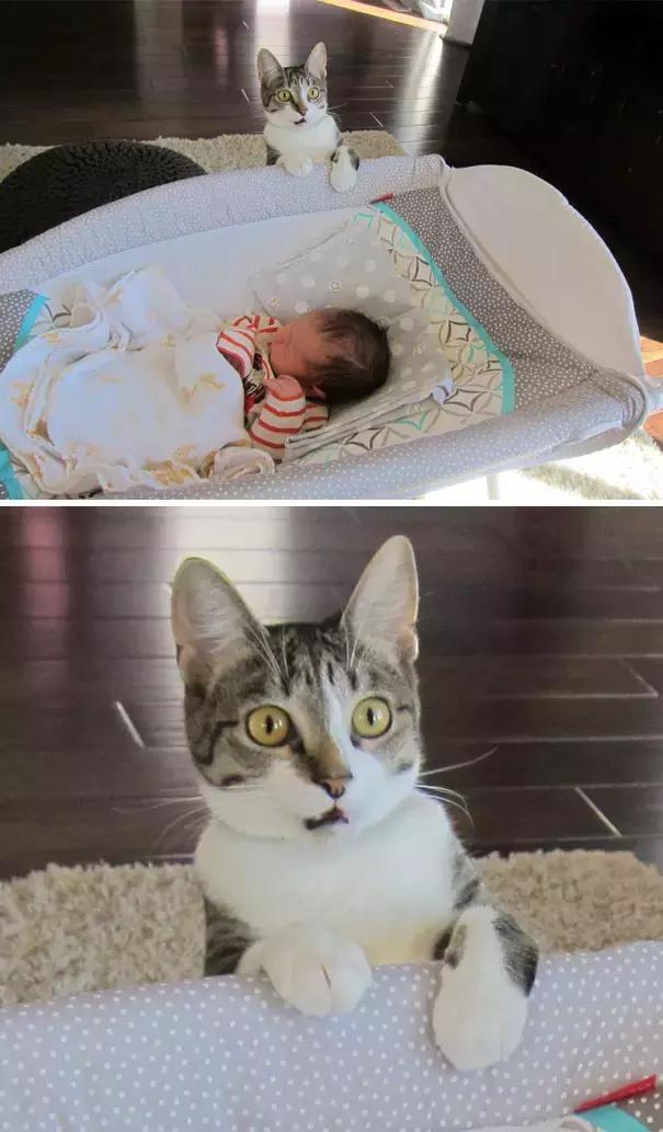 家里的多出個小嬰兒，貓咪看懵了，貓：弟弟咋長得和我不一樣