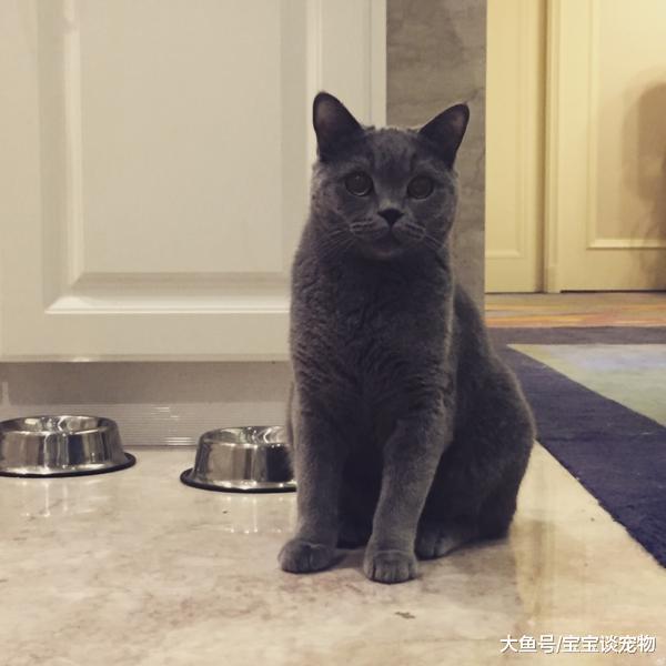 李冰冰竟然养活蜘蛛，曝光明星们的爱宠大集合！