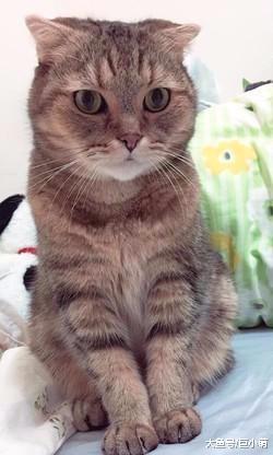 病危猫咪回光返照跳出氧气箱，只为看主人最后一眼，这才愿意离去