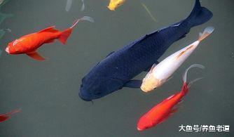 為什么說這些小金魚的飼養難度，會大于七彩神仙魚！