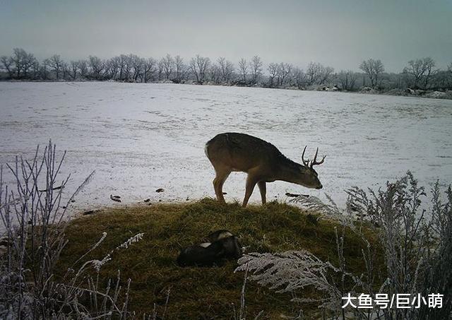 哈士奇圣诞节走失，原来和野鹿去约会了！吃了几天草后乖乖跑回家
