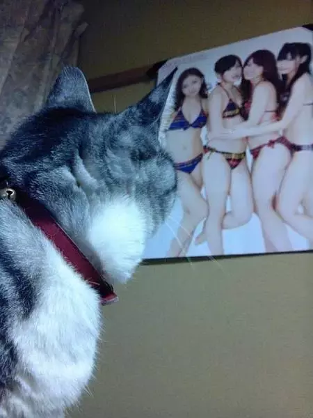 为什么我觉得猫是很恐怖的动物呢？