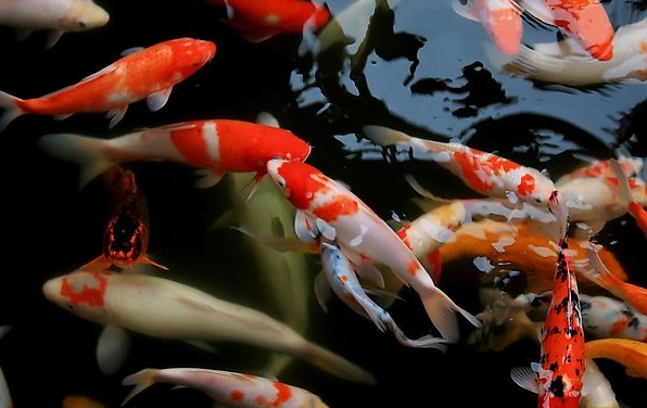 金鱼锦鲤鱼尾巴充血怎么办？那不是一种病，一般我是这样处理