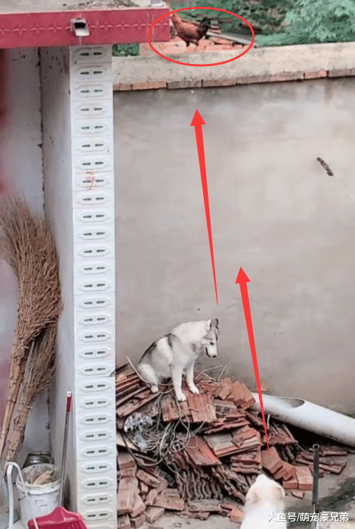 哈士奇一大早就在院里嚷嚷，定眼一看笑喷，这是想吃鸡呀！