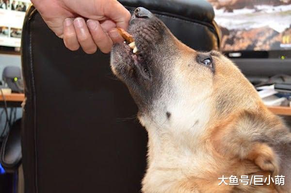 红薯常见又便宜，为什么能成为狗狗的鲜粮，它们对狗到底有多重要