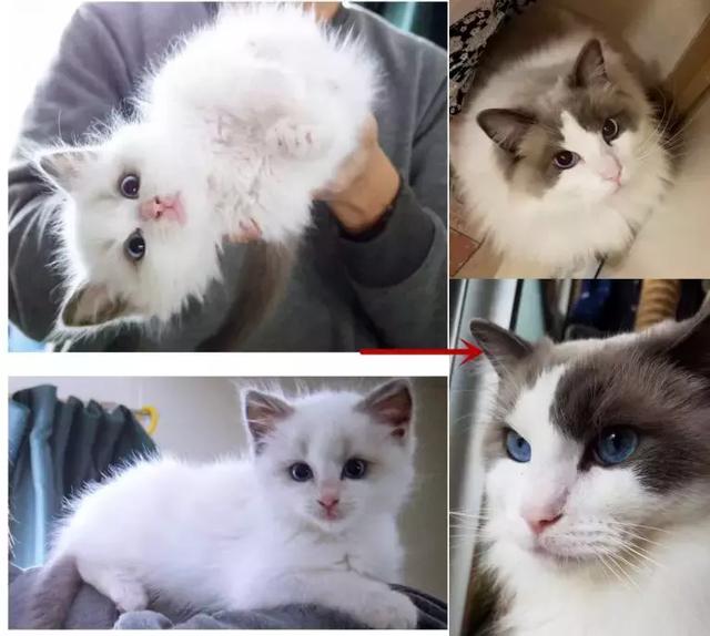 日本网友集体晒自家猫咪成长照……岁月是把杀猫刀啊