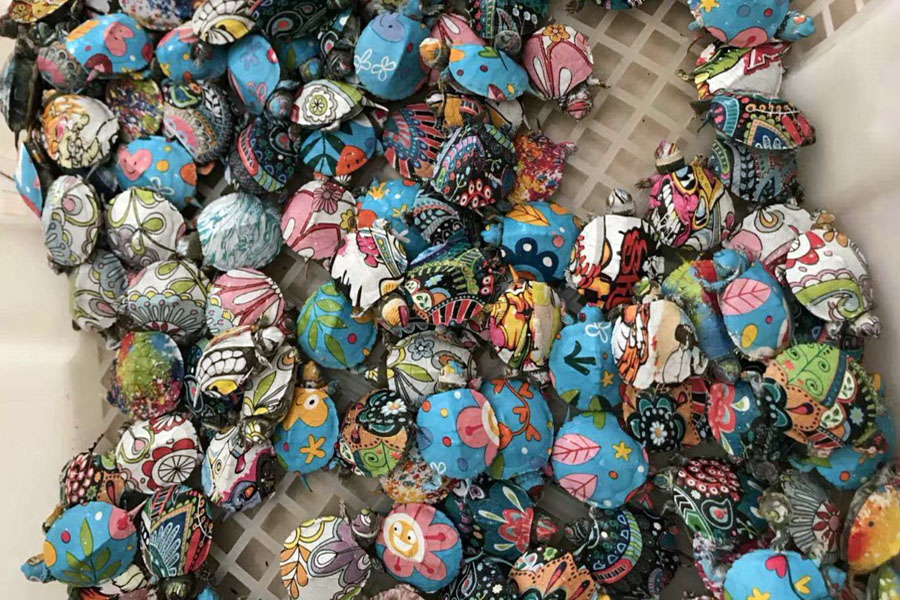 误买“小彩龟”，试试这些方法，尽自己的能力去养活