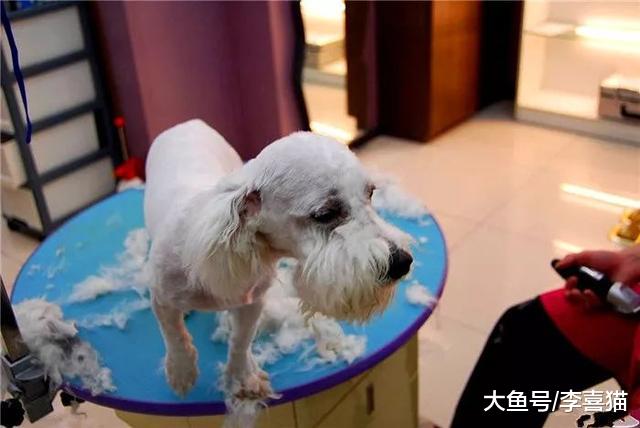 剪毛并不存在美毛功效，主人为提高爱宠毛发质量，还需从三点出发