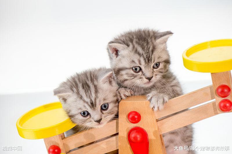 猫咪的习性大家知道多少，对于猫咪弓背大家是如何理解的呢
