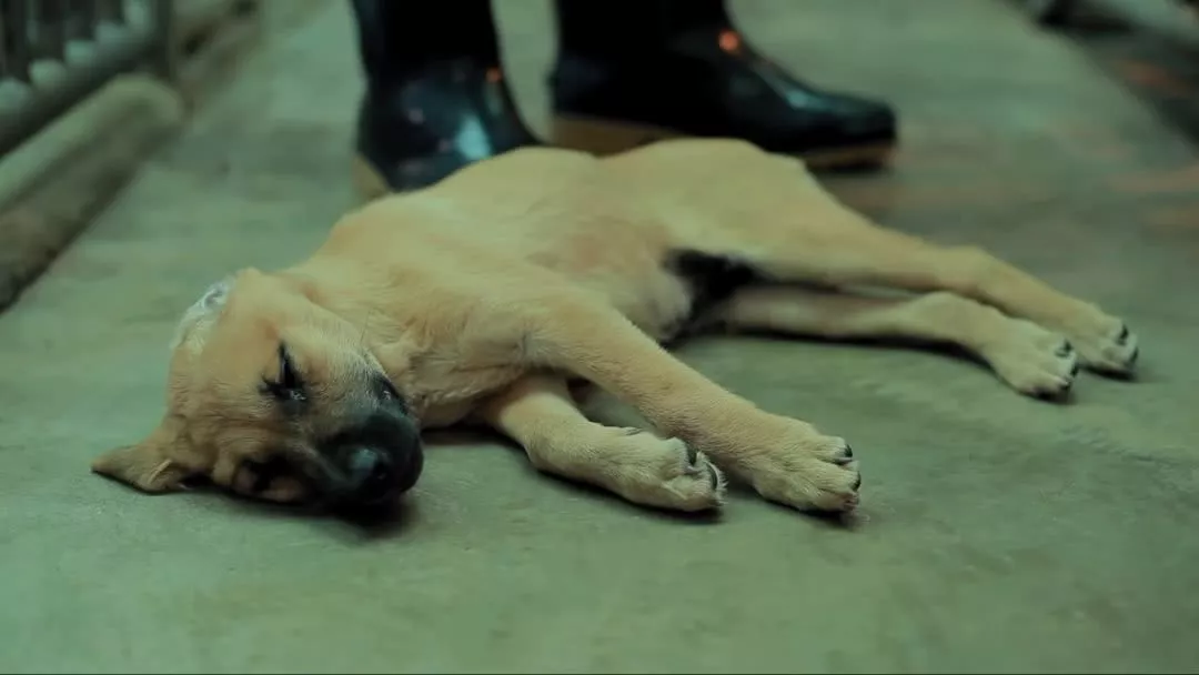 每年，都有2亿条生命被抛弃、虐待：我们虽然没有杀过人，却都差点做了刽子手