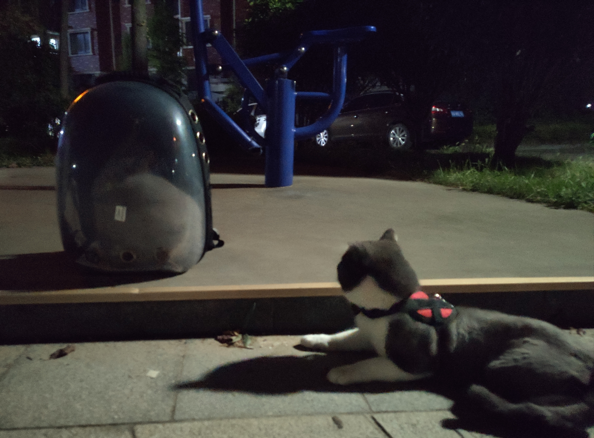 第一次带着猫咪散步，这么大只猫吓得趴怀里不敢动，模样笑喷