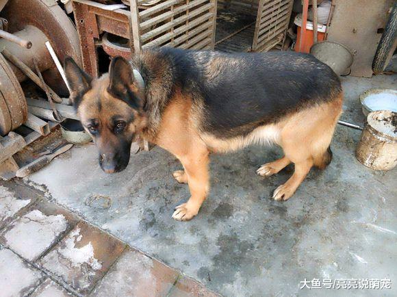 德牧在院里负责看门，主人却在屋里睡觉，也不出来看它一下