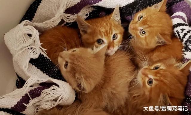 7只小橘猫被女孩强行救走，猫妈妈也被绝育收养，现在都备受宠爱