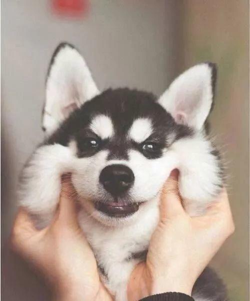 二哈犯傻把德牧吓一跳，二哈：这是无影脚，德牧：这怕不是个傻子