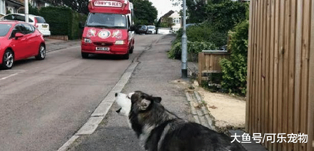 喜欢吃冰淇淋的哈士奇，见到冰淇淋车就兴奋，吃了雪糕就不再犯二