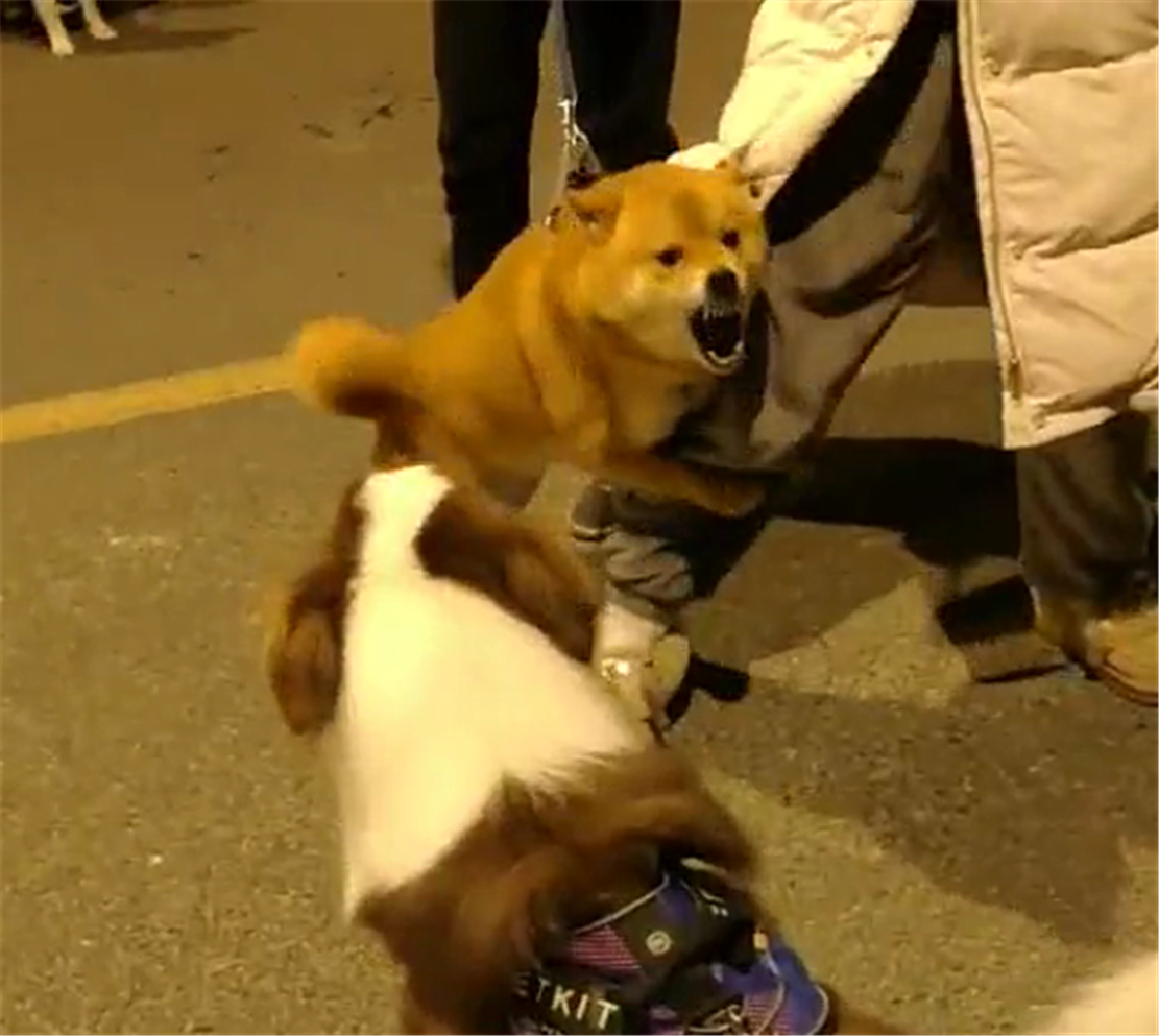 柴犬跟边牧吵架，抱着主人的大腿叫嚣，柴犬：气势不能输……