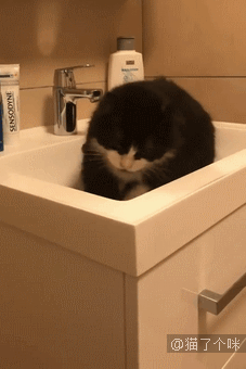 喵：我都表现的这么明显了，铲屎的你还不懂吗？