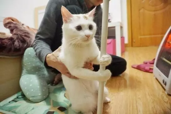 喵：朕不走，朕死也要死在这！