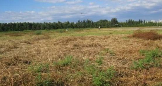 日本人在山东租下１５００亩地，闲置五年野蛮生长，最终结果怎样？