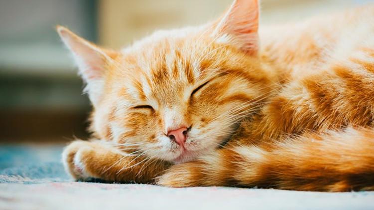 猫主子炸毛了, 铲屎官该怎么办?