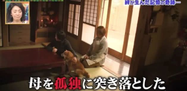 一起患上了痴呆症的奶奶和柴犬，长时间未见，感人的画面就此上演