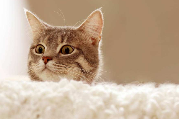 你家的猫咪胆子大么，你知道猫咪被吓到怎么办么？希望我的这篇文章能帮到你！