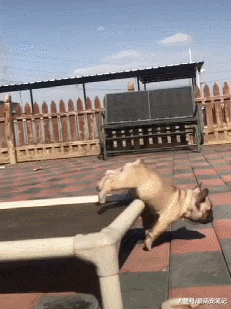 法斗想要从蹦床上跳下来，却因腿短摔了个底朝天，果然帅不过三秒