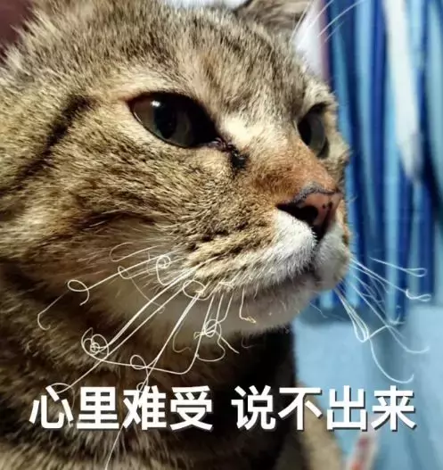 天冷以后，我家7只貓全靠火爐續命