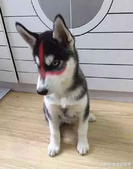 男子喝醉后抱着二哈化妆，当它看到镜子内的自己，二哈瞬间崩溃！