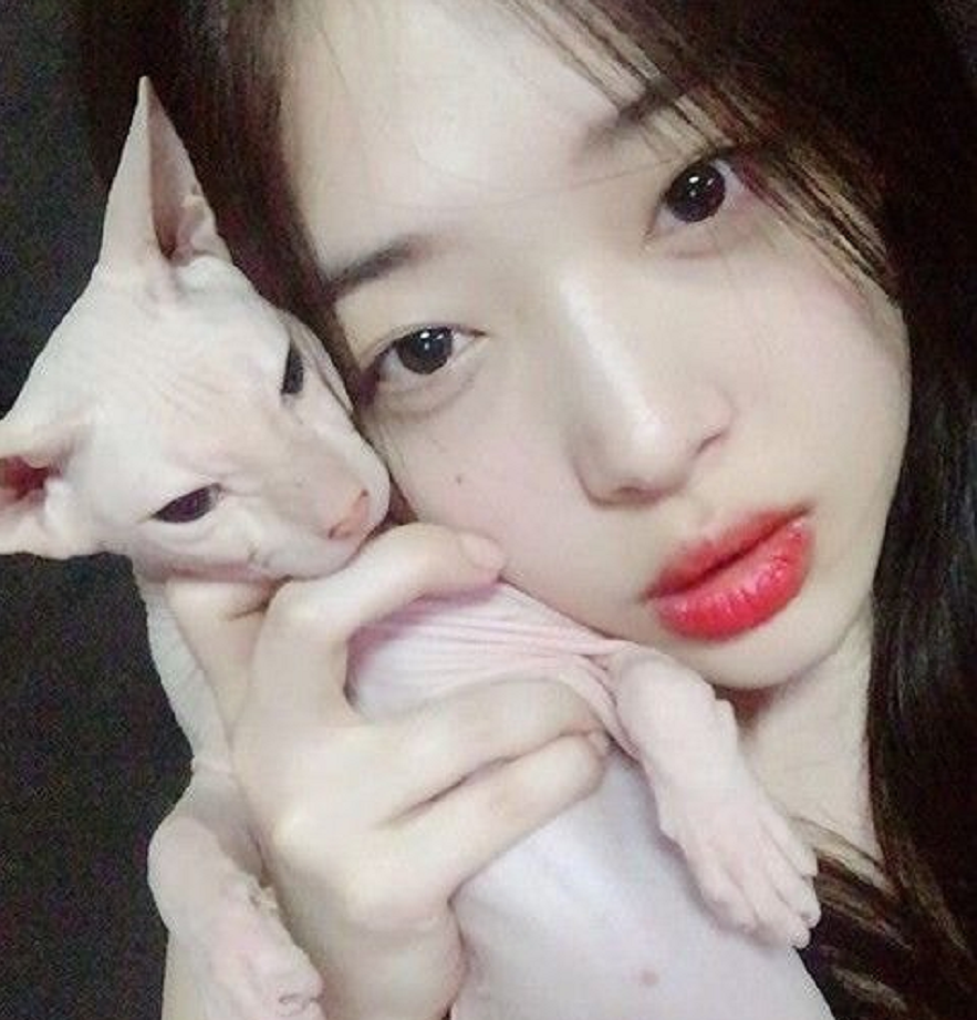 崔雪莉生前那只"无毛猫"出现在金希澈直播里,听完他的回答大家更难受