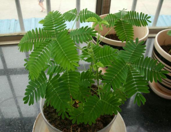 家里万万不能养这4种花，别看它鲜艳漂亮，却带有一定的“毒性”