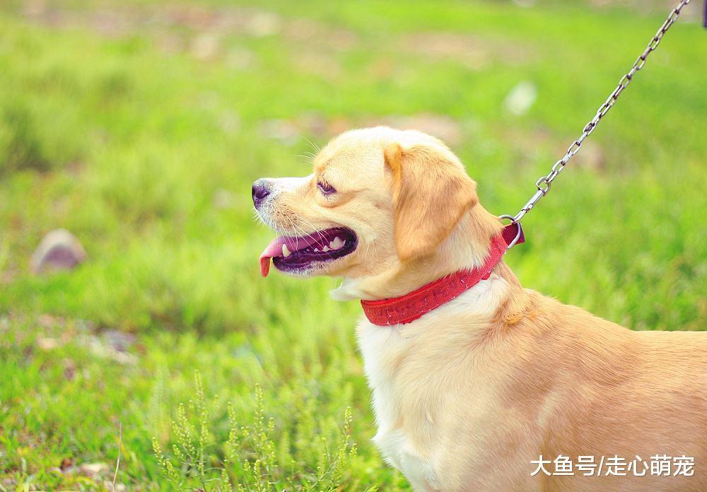 狗狗日常捡垃圾回家, 堆成小山, 铲屎官: 怎一个愁字了得?