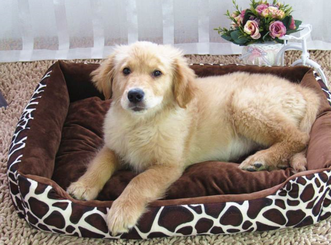 養狗家庭怎么做能保持衛生, 怎么才可以不讓他成為＂臟小孩＂?