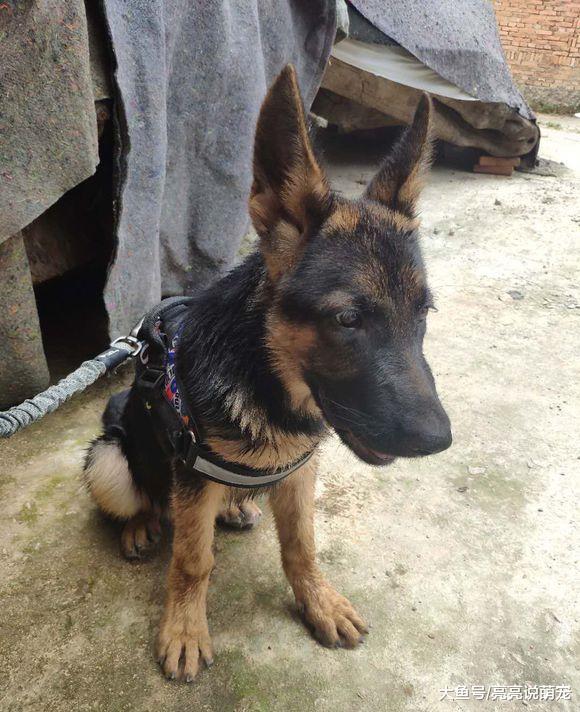 德牧在主人身边真自由，离开主人的下场就是这样……