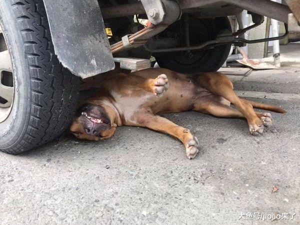 流浪狗被货车碾到，路人却只顾拍照！得知真相后才发现是“碰瓷”