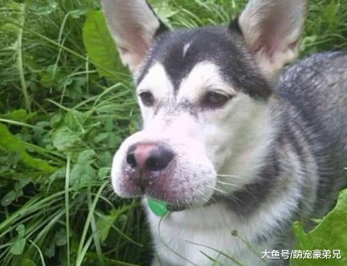 看到朋友家的狗狗很特别，询问其品种时，说的话让我哭笑不得